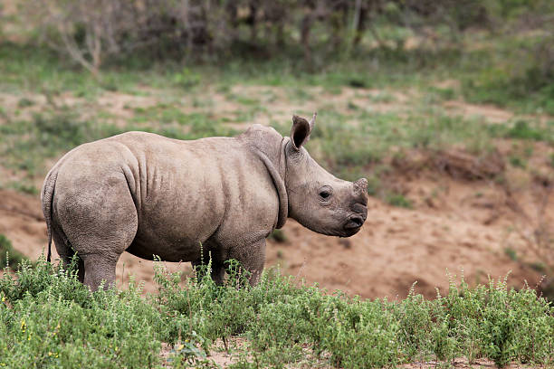 istock cute baby rhino in the wild 490111980