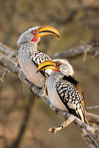 istock Two Southern Yellow-billed Hornbill on a dead tree 490112096