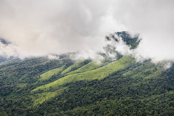 istock mountain forest and raining fog 490126918