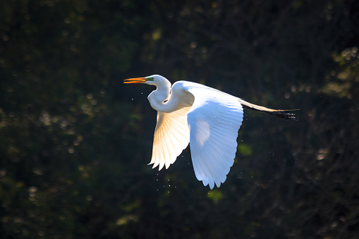 Quinzinho de Barros Municipal Zoological Park: PZMQB, Sorocaba, SP, Brazil