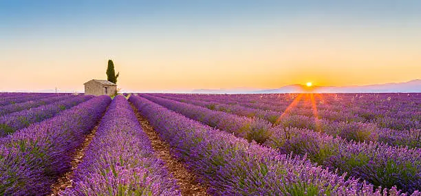 Provence, Valensole Plateau, France, Europe. Lonely farmhouse and cypress tree in a Lavender field in bloom, sunrise with sunburst.