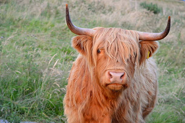 istock Close Up of Highland Cow 490129090