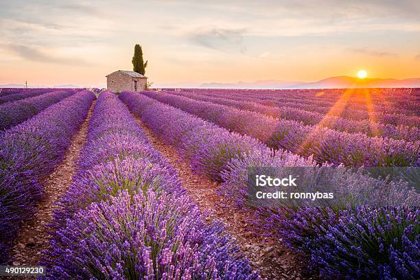 Purple Lavender Field In Valensole France Stock Photo - Download Image Now - Provence-Alpes-Cote d'Azur, Lavender - Plant, Lavender Color