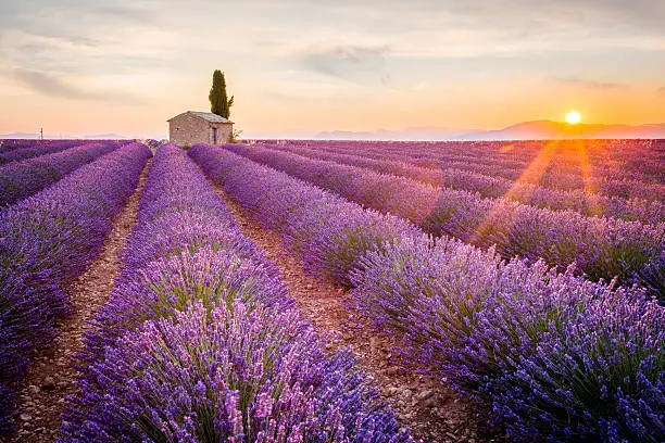 Provence, Valensole Plateau, France, Europe. Lonely farmhouse and cypress tree in a Lavender field in bloom, sunrise with sunburst.