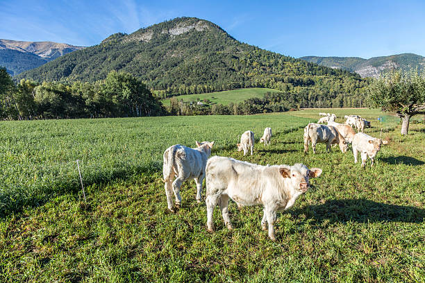 istock cows grazing at the meadow in the Alpes 490129512