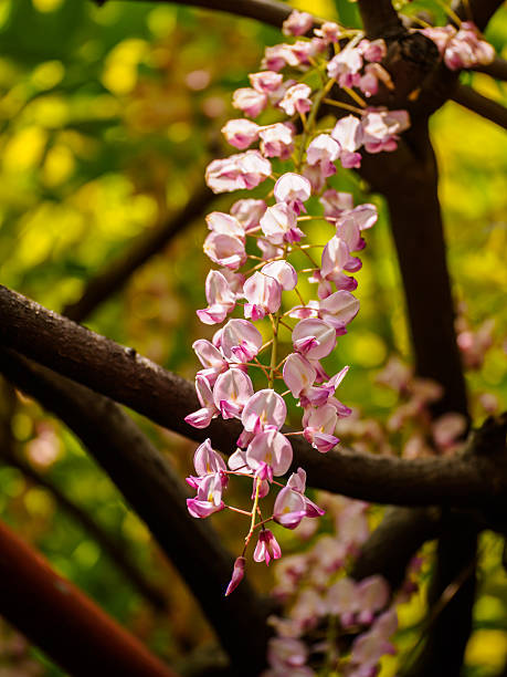 istock Spring flowers series, Wisteria trellis 490129555