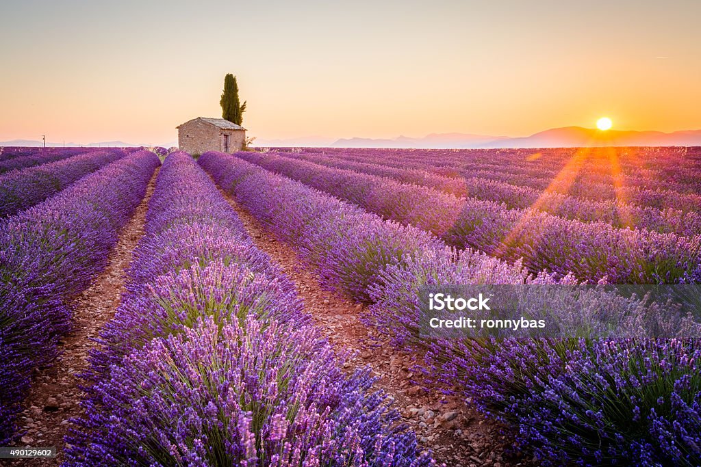 Purple lavender field in Valensole, France Provence, Valensole Plateau, France, Europe. Lonely farmhouse and cypress tree in a Lavender field in bloom, sunrise with sunburst. Lavender - Plant Stock Photo