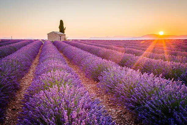 Purple lavender field in Valensole, France Provence, Valensole Plateau, France, Europe. Lonely farmhouse and cypress tree in a Lavender field in bloom, sunrise with sunburst. plateau concept stock pictures, royalty-free photos & images