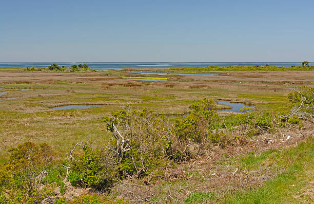 istock Wetlands on a Barrier Island 490129610