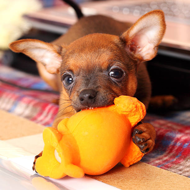 istock puppy of toyterrier 490129815