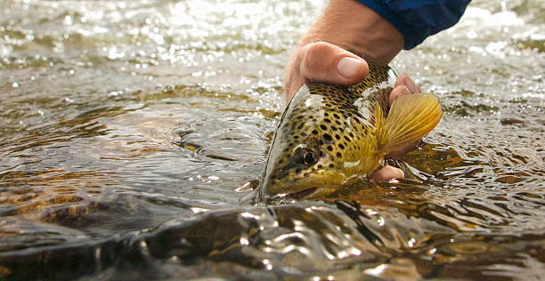 브라운송어 풀어주다 - brown trout 뉴스 사진 이미지