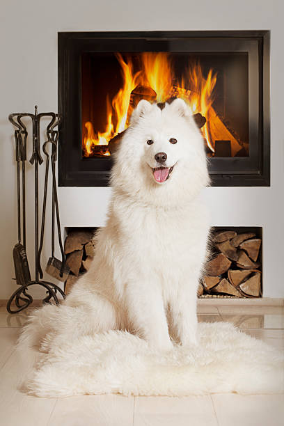 istock Samoyed dog by home fireplace 490129919