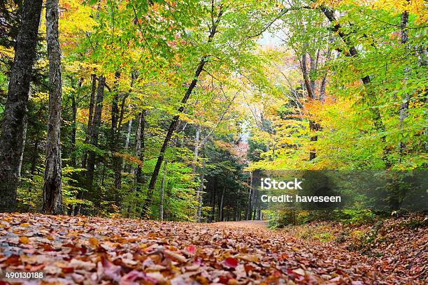 Autumn Scene Stock Photo - Download Image Now - 2015, Autumn, Autumn Leaf Color