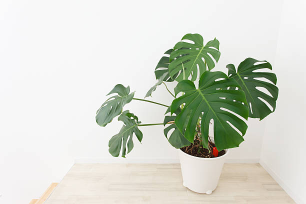 Potted Monstera stock photo