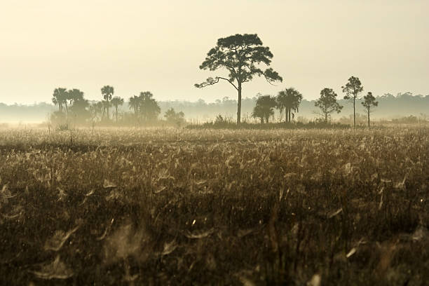 Foggy Big Cypress Morning