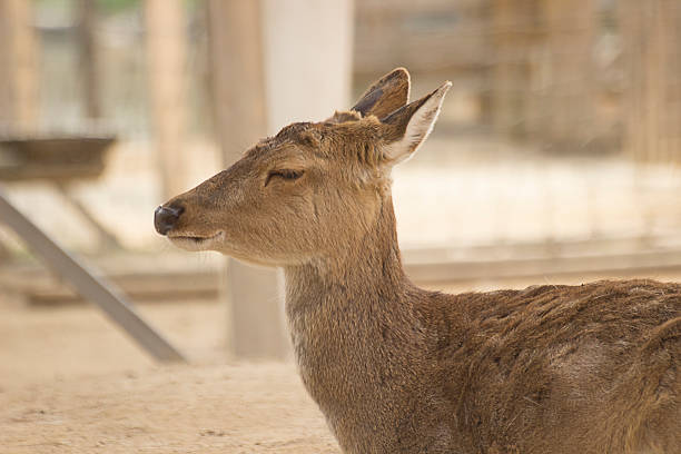Deer by Side Shot. Deer at side View. seoul zoo stock pictures, royalty-free photos & images