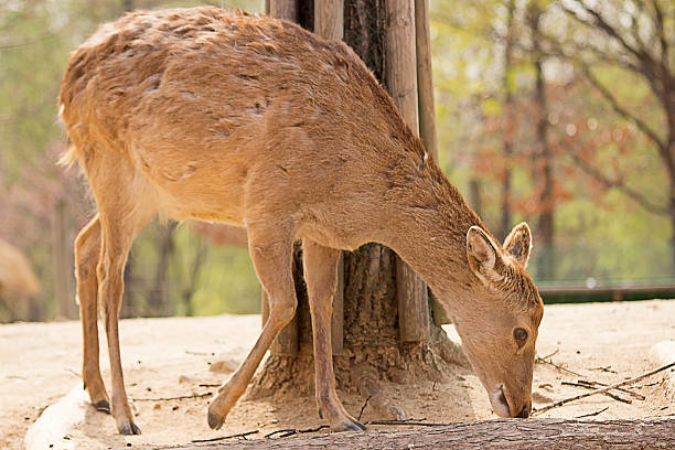 Deers at Seoul Forest Deers at Seoul Forest, South Korea. seoul zoo stock pictures, royalty-free photos & images