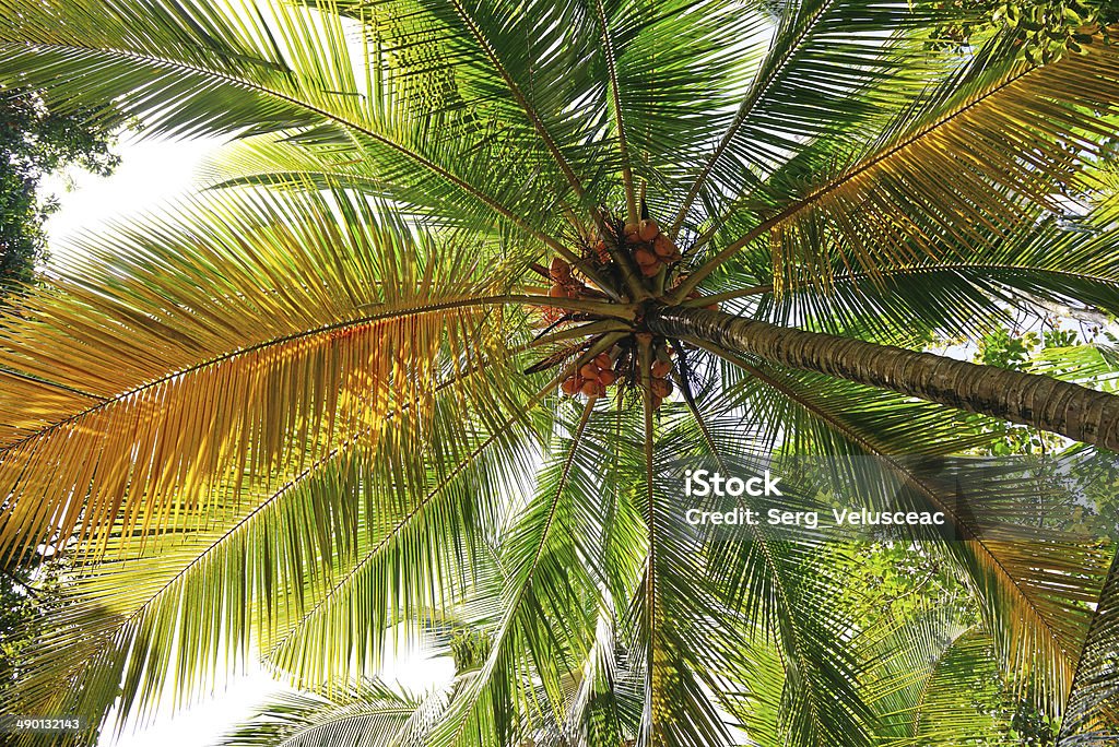 Kokosowe Drzewo tle - Zbiór zdjęć royalty-free (Bez ludzi)