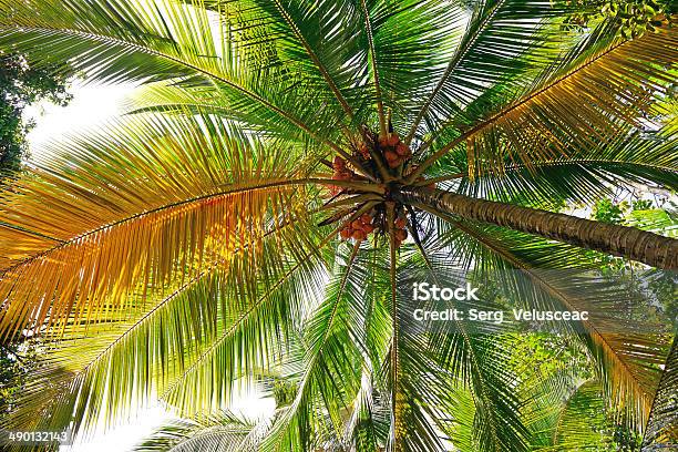 Kokosowe Drzewo Tle - zdjęcia stockowe i więcej obrazów Bez ludzi - Bez ludzi, Botanika, Błyszczący