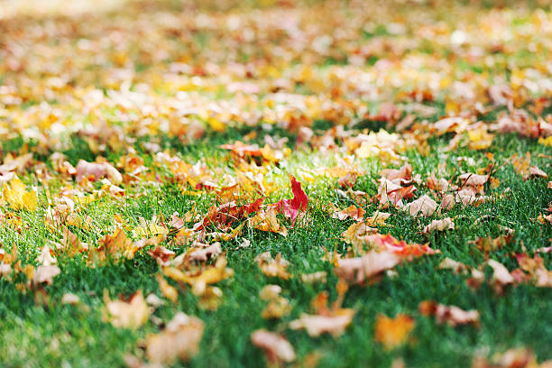 istock Colorful Maple Leaves on the Grass in Autumn 490132152
