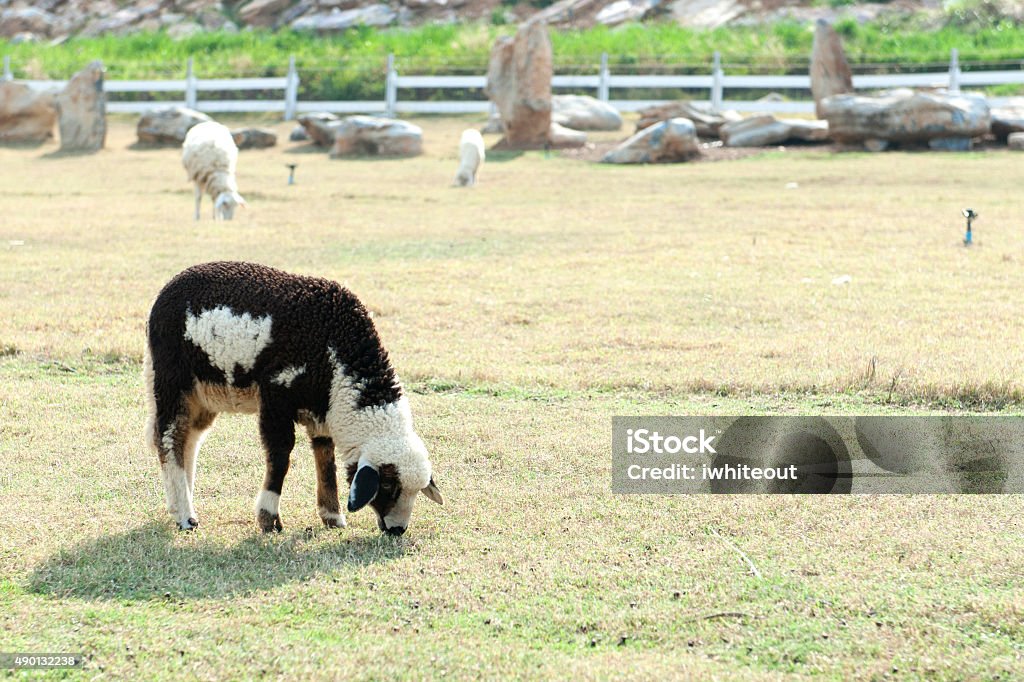 sheep 2015 Stock Photo