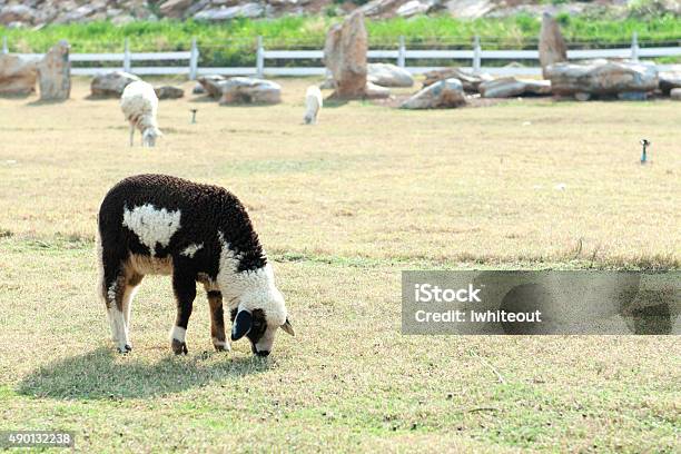 Sheep Stock Photo - Download Image Now - 2015, Agricultural Field, Agriculture