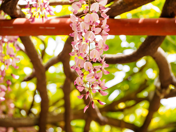 istock Spring flowers series, Wisteria trellis 490132453