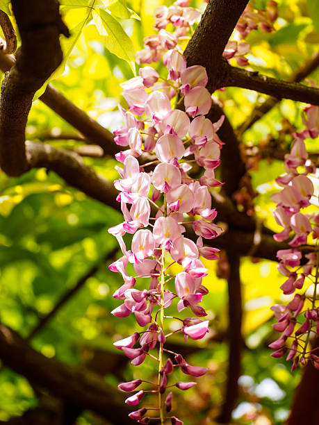 istock Spring flowers series, Wisteria trellis 490132957