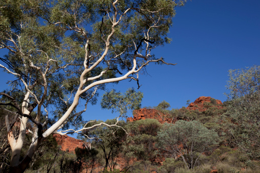 Kings Canyon or Watarrka National Park in the Centre of Australia