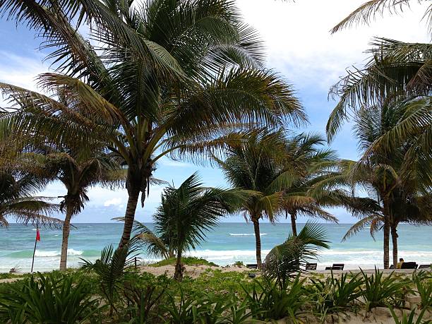 istock Palm trees in front of the beach in Tulum 490133935