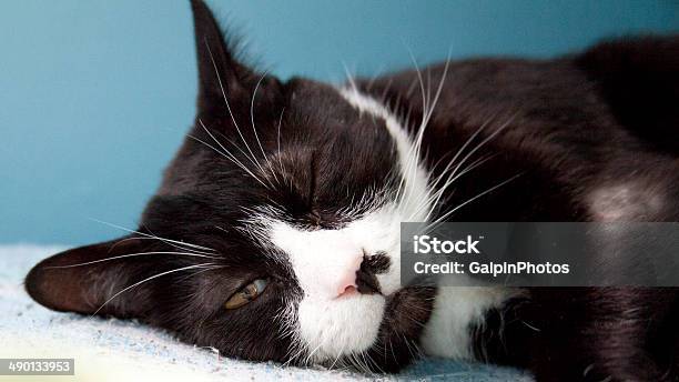 Cat Wink Stock Photo - Download Image Now - Animal, Animal Hair, Animal Markings
