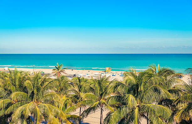 istock Public beach behind the palm trees in Miami Beach 490134148