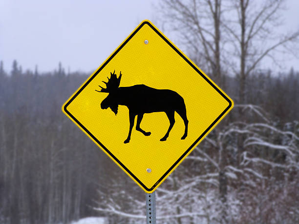 무스 건널목 팻말 -close 바라요 - moose crossing sign 뉴스 사진 이미지