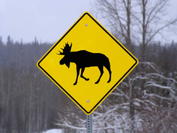 zona de alce -close up - canada moose winter snow imagens e fotografias de stock