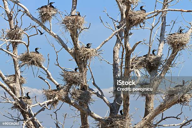 Corvomarinho Nests Em Uma Árvore - Fotografias de stock e mais imagens de Animal - Animal, Animal selvagem, Ao Ar Livre