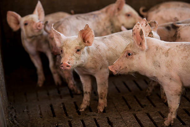 istock pigs in the farm 490134296