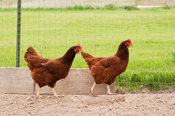 Two chickens walking Two Rhode Island Red hens walking rhode island red chicken stock pictures, royalty-free photos & images
