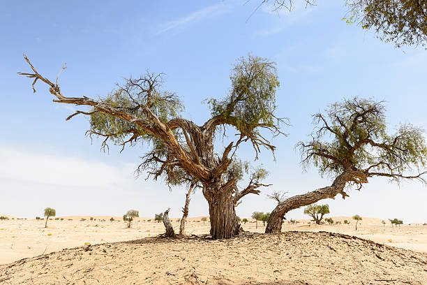 istock Trees among sand dunes in Rub al-Khali desert (Oman) 490134847