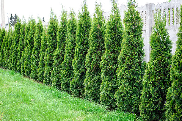 Thuja, row of trees in the garden Thuja, row of trees in the garden thuja occidentalis stock pictures, royalty-free photos & images