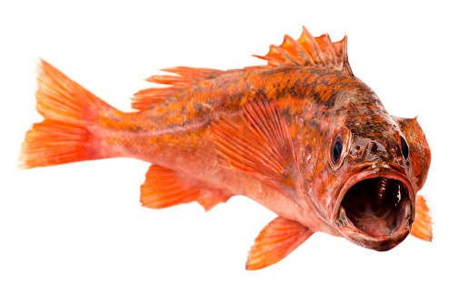 Red Snapper isolated on white