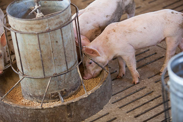 istock pigs in the farm 490135208