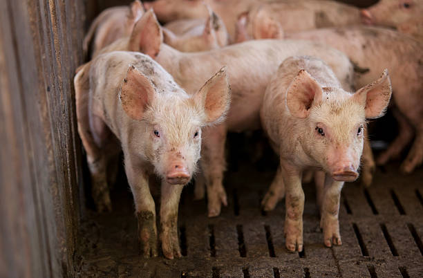 istock pigs in the farm 490135262