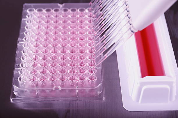 istock Pipetting with a 12-channel pipette in laboratory 490135351
