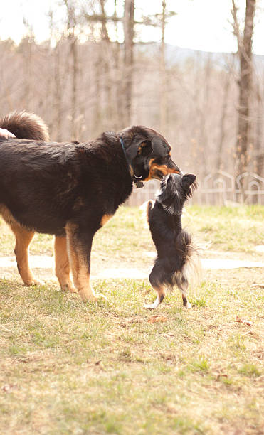 migliori amici - long haired chihuahua mixed breed dog purebred dog long hair foto e immagini stock