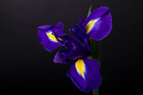 istock Closeup of a blue flag iris over black 490135714
