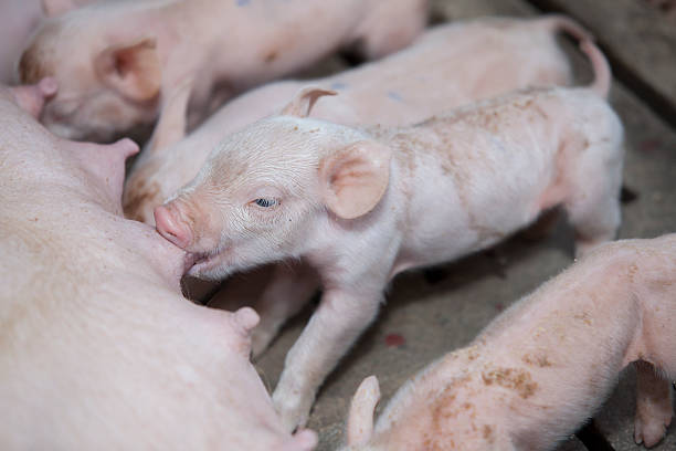 istock Momma pig feeding hungry little piglets 490135742