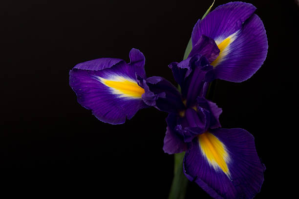 istock Closeup of a blue flag iris over black 490135800