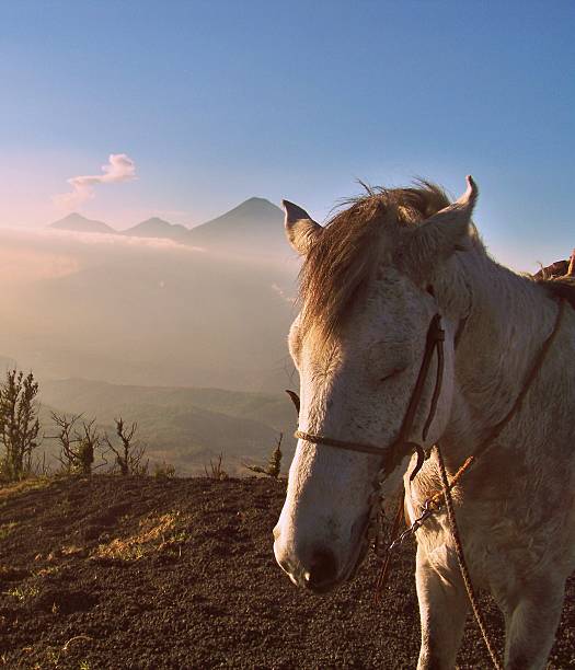 White Horse stock photo