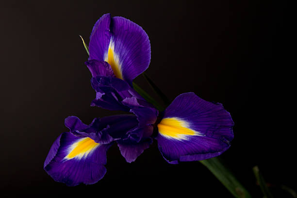 istock Closeup of a blue flag iris over black 490136002