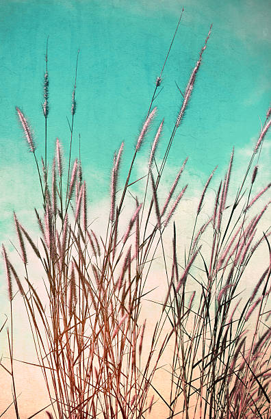istock Vintage flower of the grass. 490136119
